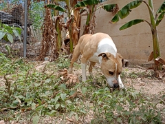 ALHENA Imagen 4